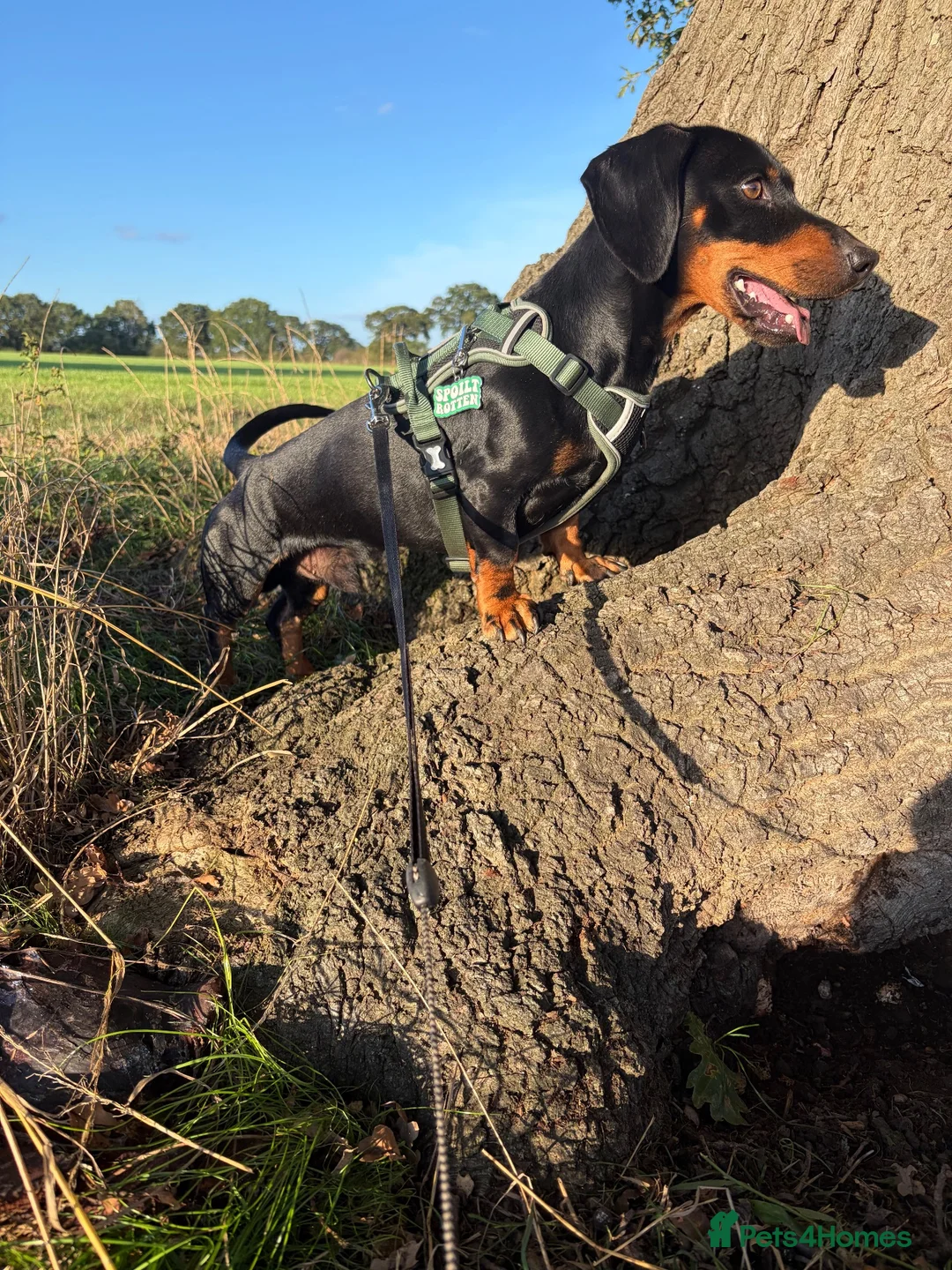 Dachshund dogs for sale: Scotty re homing  - Advert 1