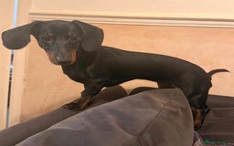 Miniature Dachshund dogs for sale: Miniature dachshund Black and Tan for sale  - Advert 4