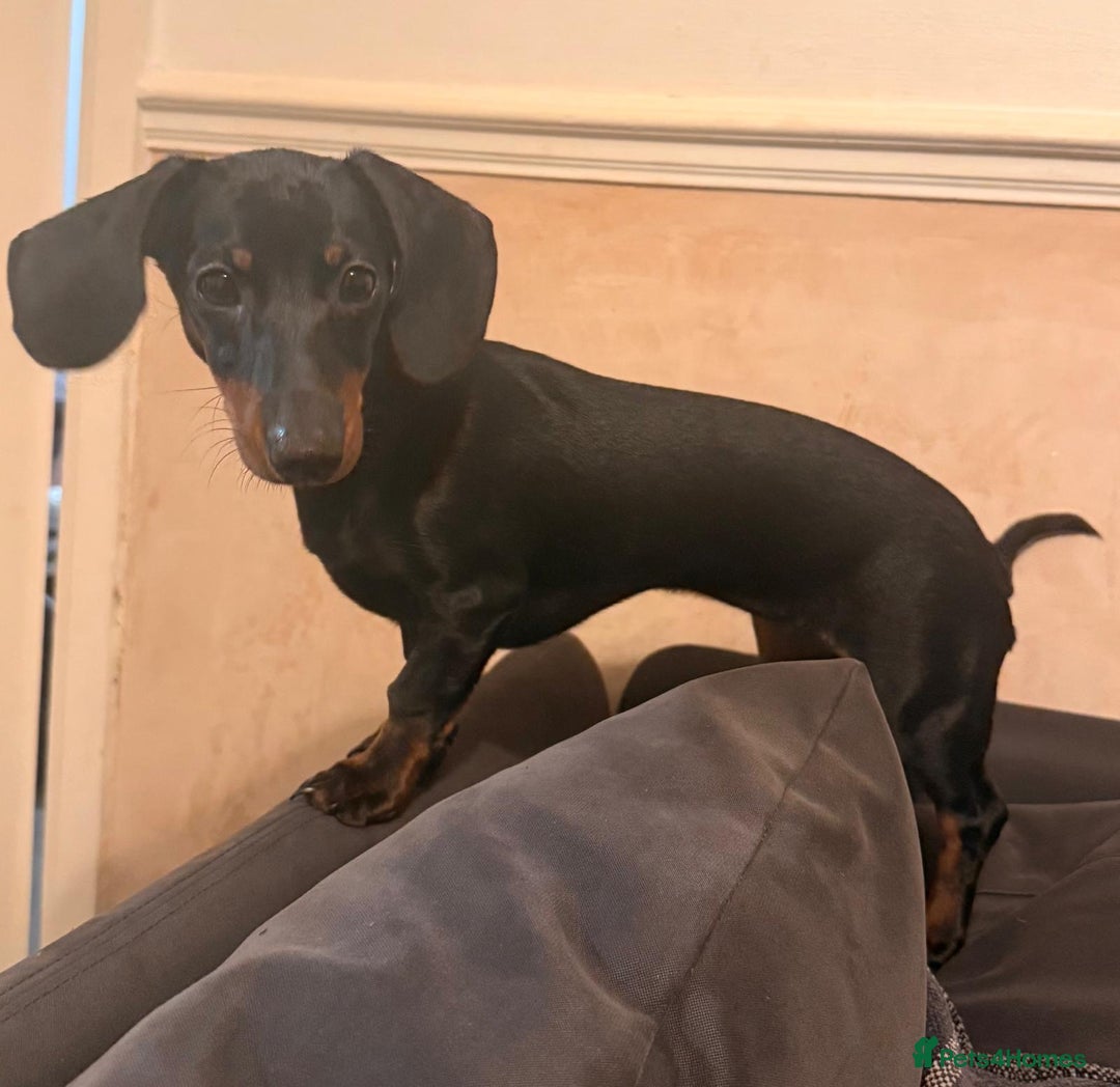 Miniature Dachshund dogs for sale: Miniature dachshund Black and Tan for sale  - Advert 4