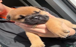 Mixed Breed dogs for sale: Frenchie X Chow Chow  - Image 2