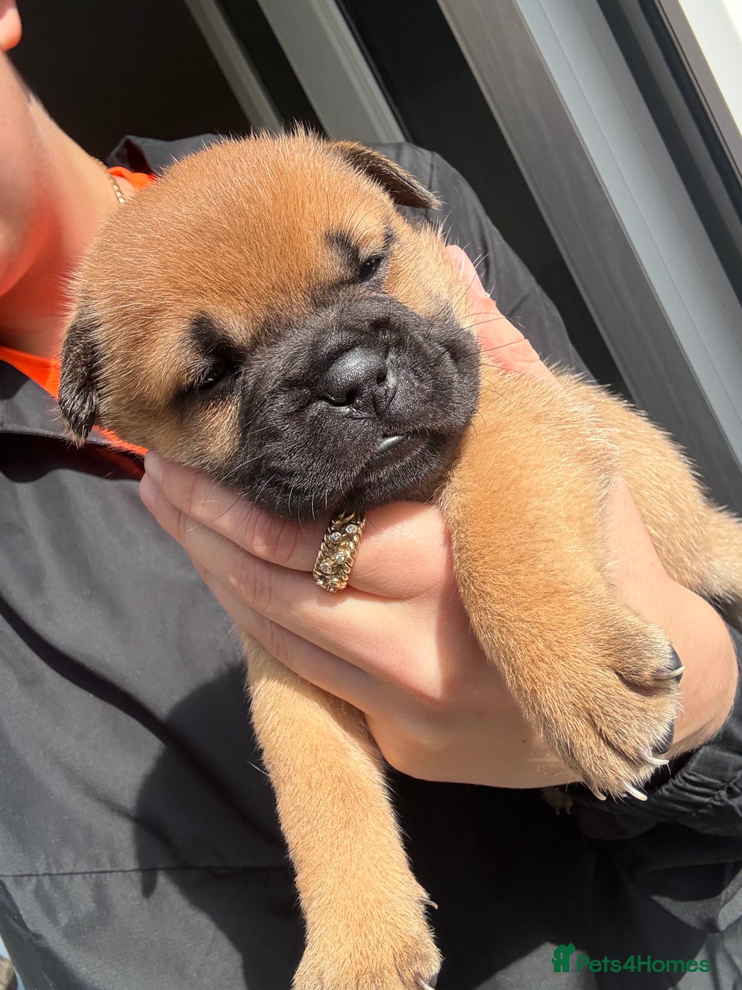 Mixed Breed dogs for sale: Frenchie X Chow Chow  - Image 2
