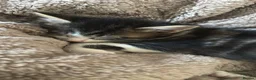 Mixed Breed cats for sale: mixed tabby kittens - Advert 9
