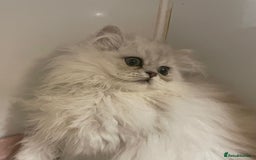 Persian cats for sale: Silver Chinchilla Persians Available! - Image 6