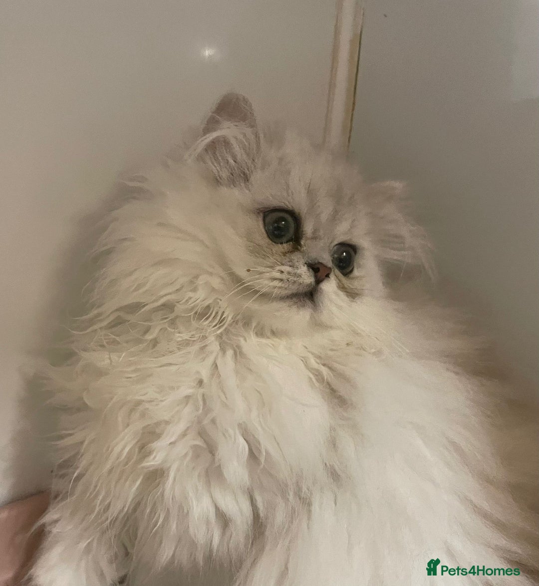 Persian cats for sale: Silver Chinchilla Persians Available! - Image 6