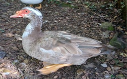Ducks poultry for sale: Two muscovy drakes - Image 2