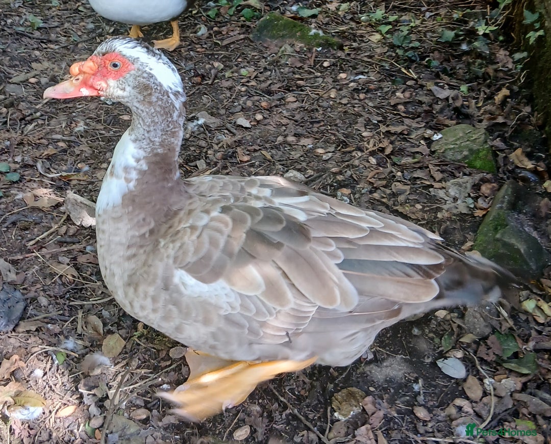 Ducks poultry for sale: Two muscovy drakes - Image 2