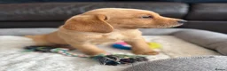 Labrador Retriever dogs for sale: KC Labrador Puppies - Advert 2