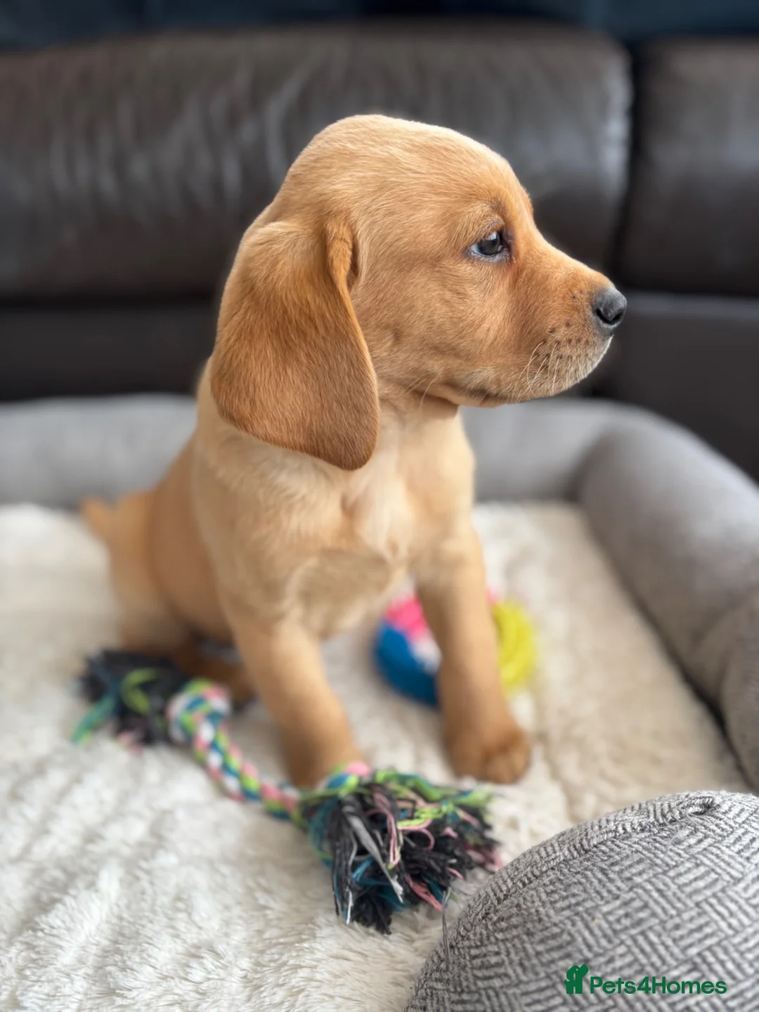 Labrador Retriever dogs for sale: KC Labrador Puppies - Advert 2