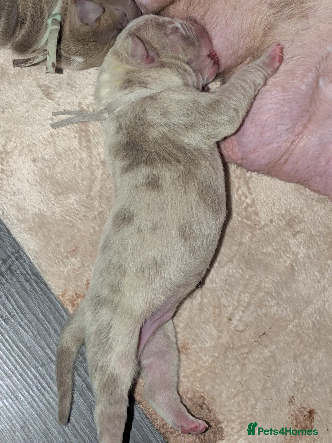 Mixed Breed dogs for sale: Coco 14 weeks old shar pei X bully - Advert 2