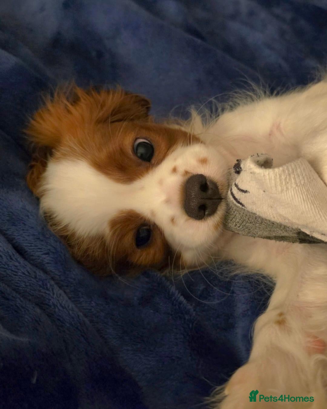 Cavalier King Charles Spaniel dogs “KC Registered Blenheim Cavalier King Charles Sp - Advert 1