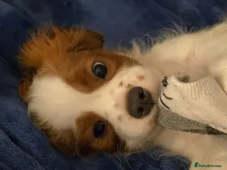 Cavalier King Charles Spaniel dogs “KC Registered Blenheim Cavalier King Charles Sp - Advert 1