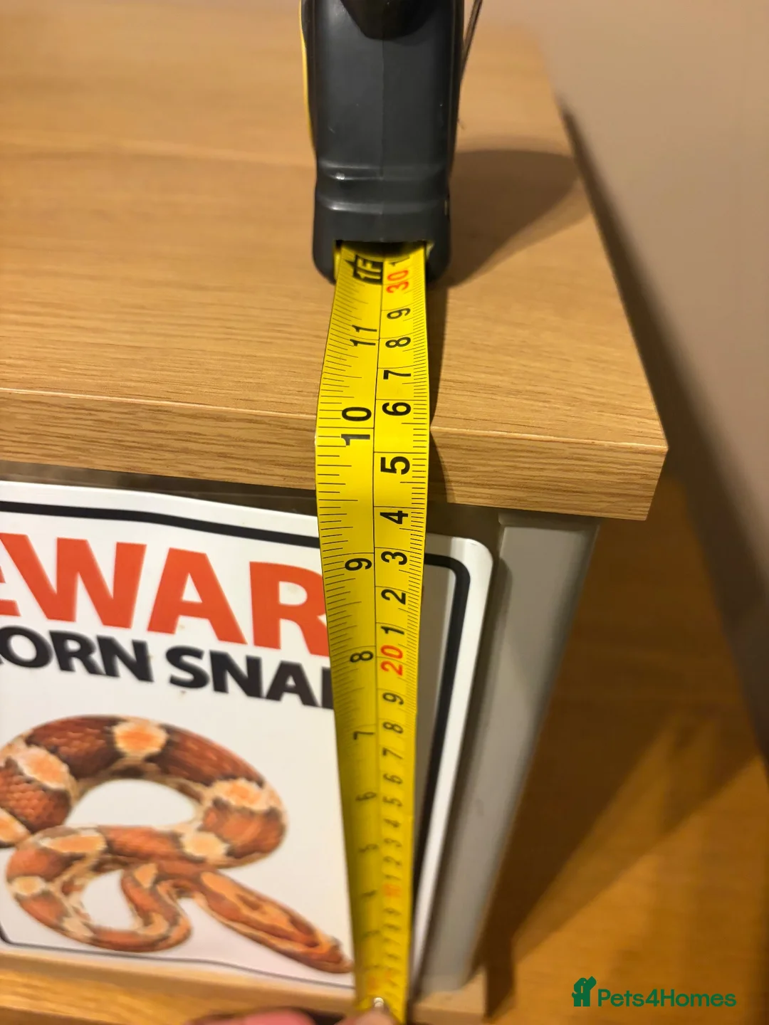 Corn Snake reptiles for sale: Sandy - Corn Snake in Carmarthen - Advert 14