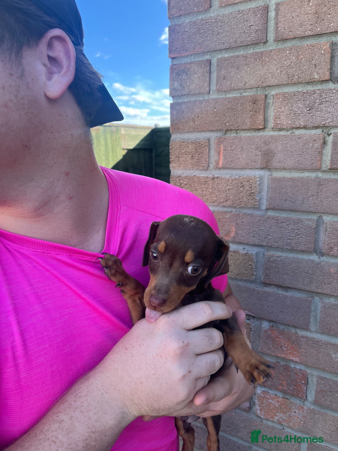 Dachshund dogs 1 jack Russel x dashound 1 left boy - Advert 1