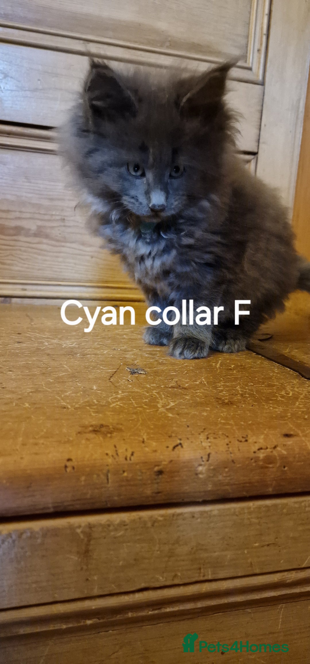 Maine Coon cats for sale: Maine coon kittens  - Image 3