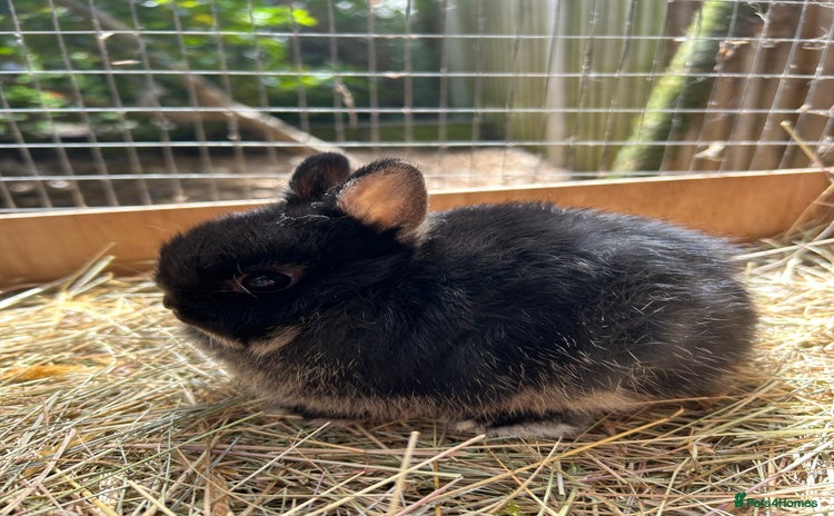 Netherland Dwarf rabbits - Advert 2