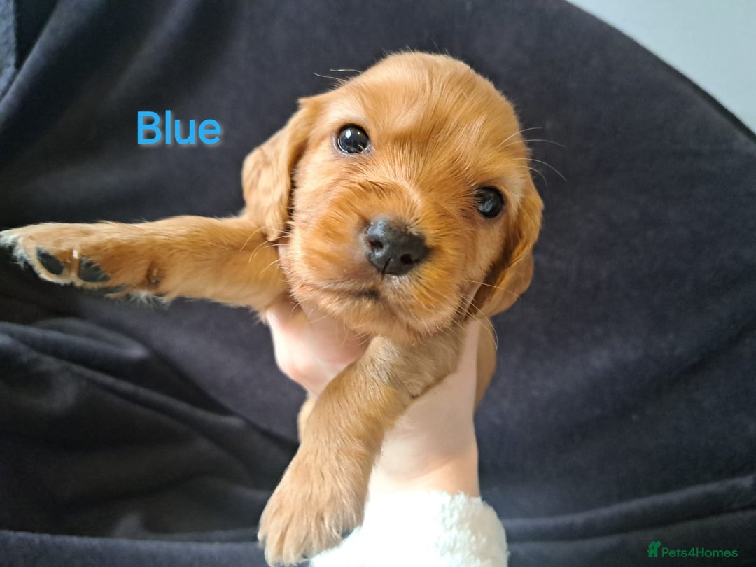 Cocker Spaniel dogs for sale: Cocker spaniel puppies - Image 4