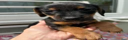Jackshund dogs for sale: Adorable Dachshund x Jack Russell Puppies  - Advert 30
