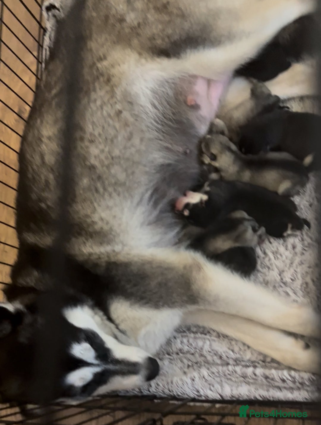 Utonagan dogs for sale: Siberian Husky cross Alaskan Malamutes Puppies - Image 19