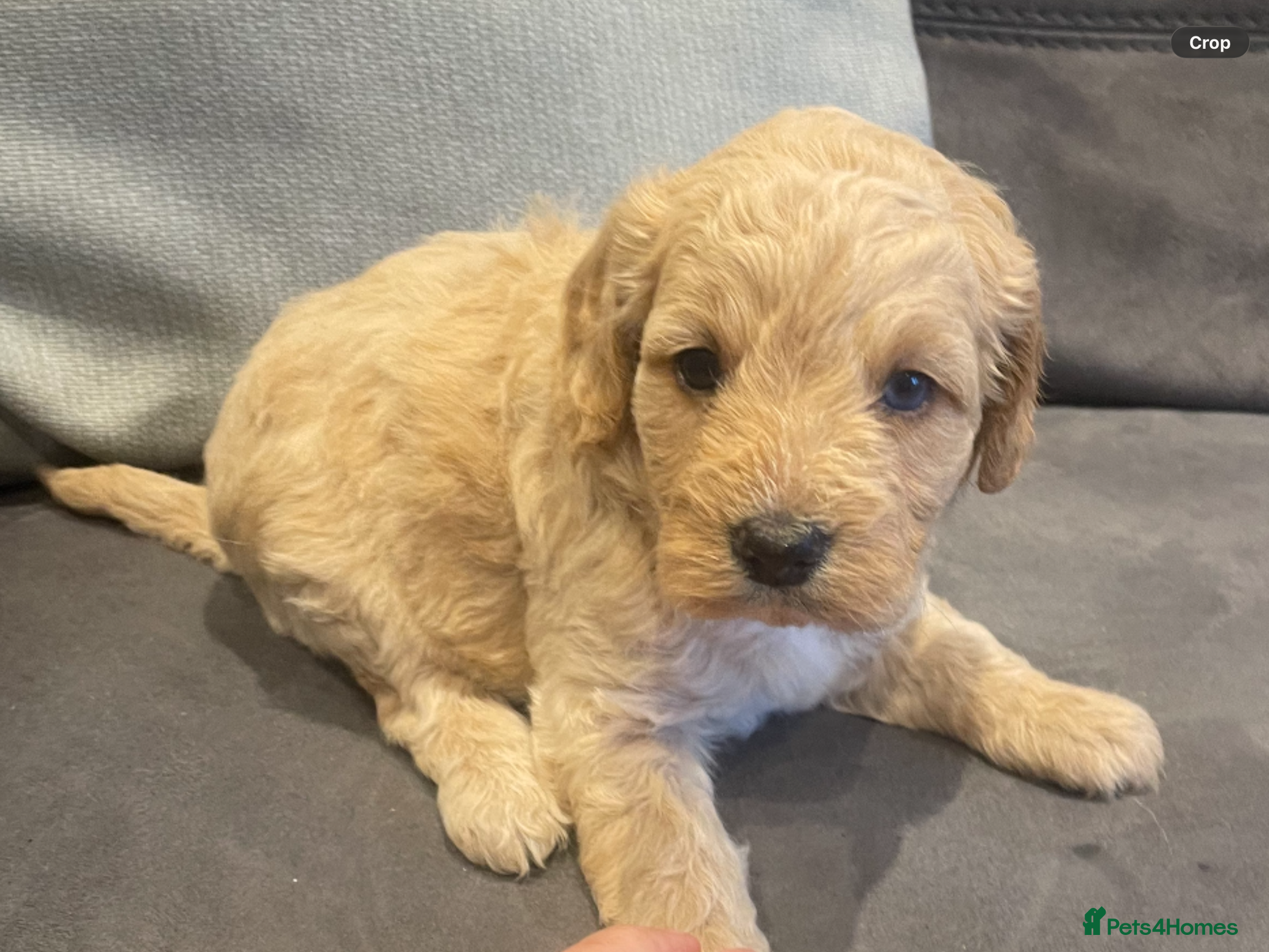 Cockapoo dogs Adorable cockapoo puppy - Advert 3