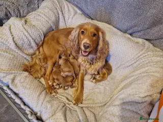 Cocker Spaniel dogs Cocker spaniel puppies in Castleford - Advert 1