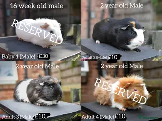 Guinea Pig rodents Guinea Pigs Looking For New Homes - Advert 3