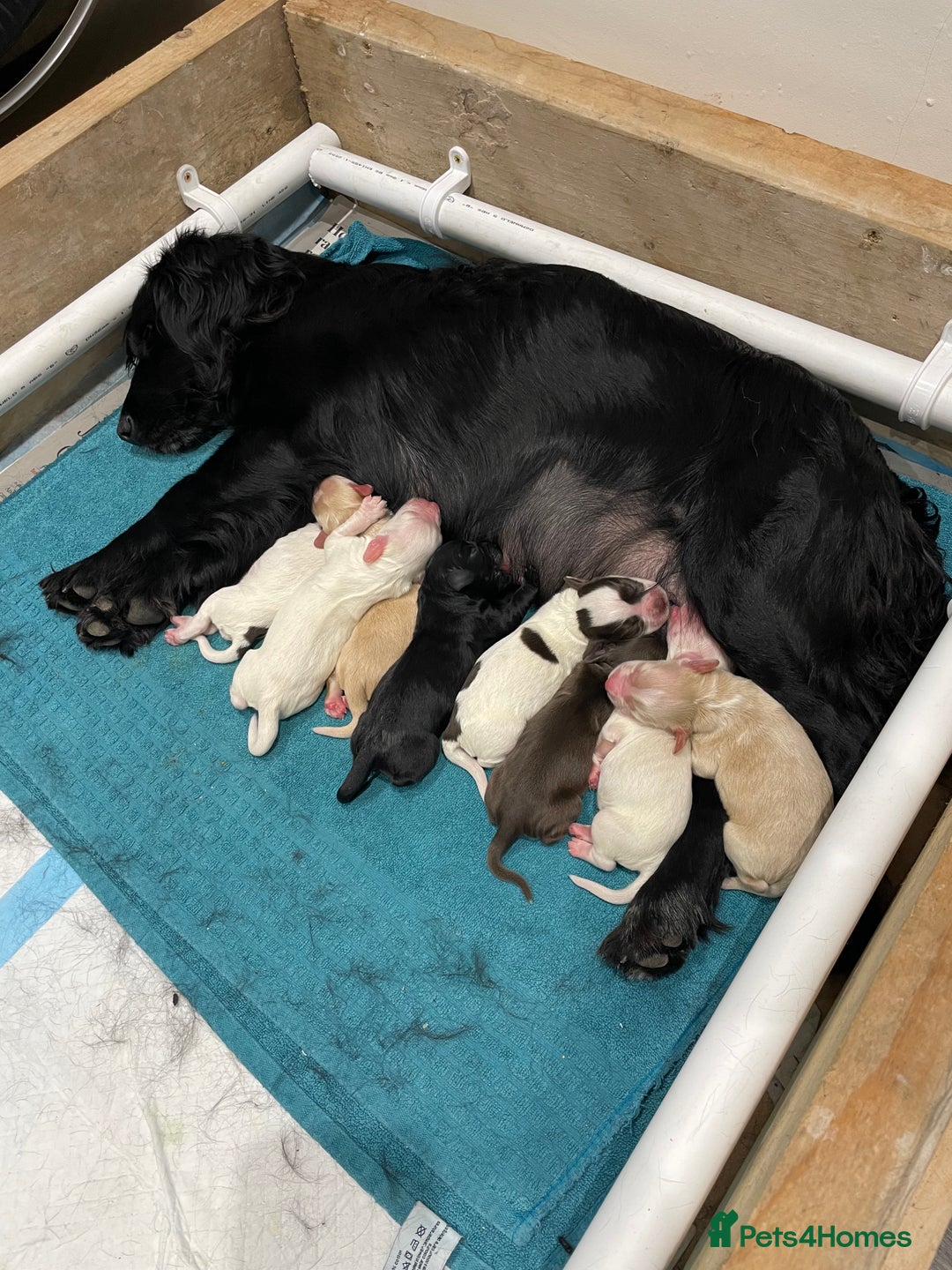 Cocker Spaniel dogs for sale: Cocker spaniel pups - Image 7