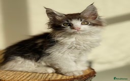 Maine Coon cats for sale: Beautiful pure bread maine coon kittens  - Image 16