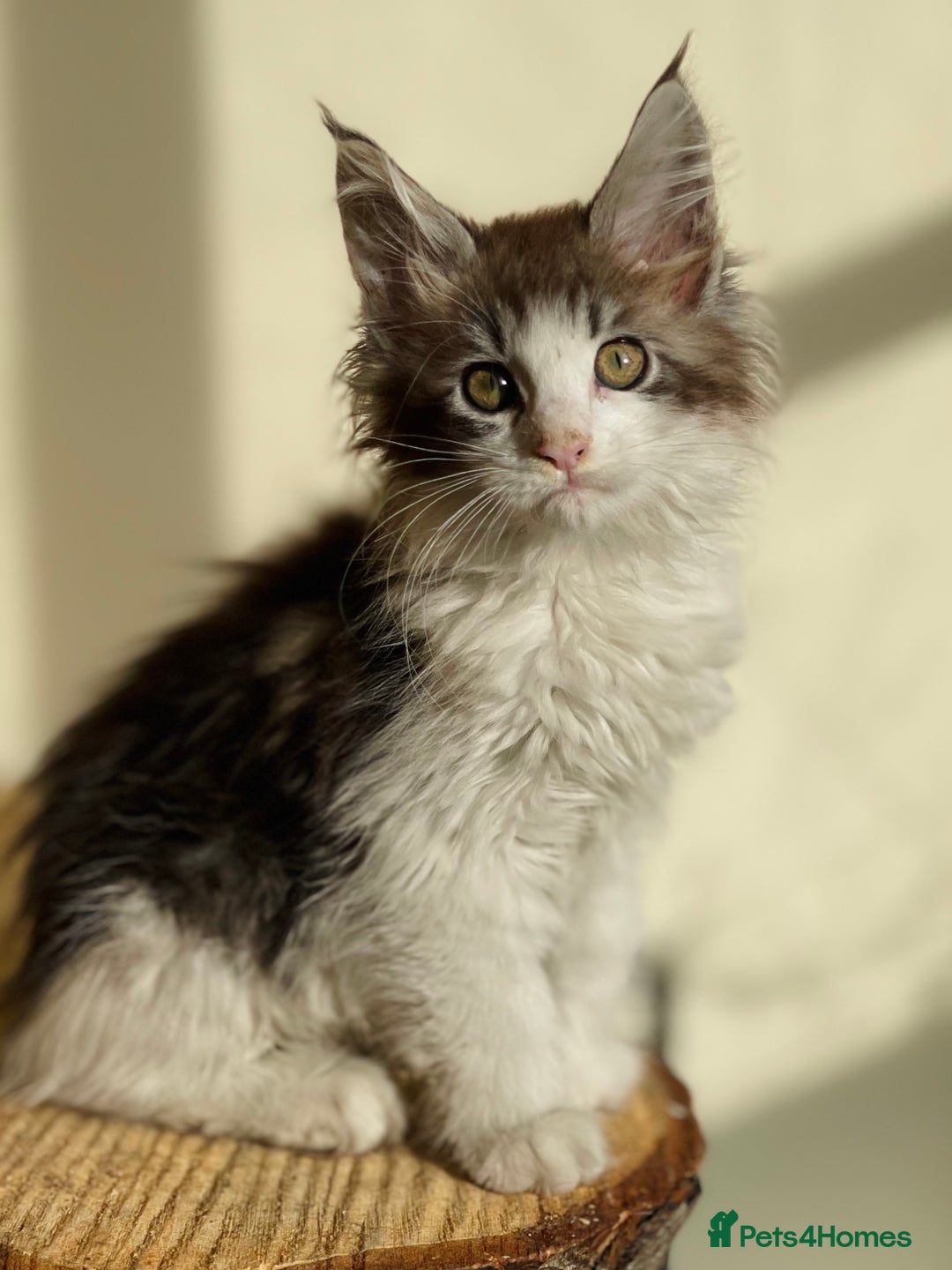 Maine Coon cats for sale: Beautiful pure bread maine coon kittens  - Image 16