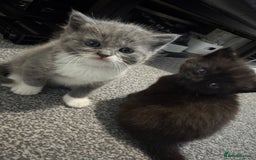 Mixed Breed cats for sale: Mixed , British short hair - Image 4
