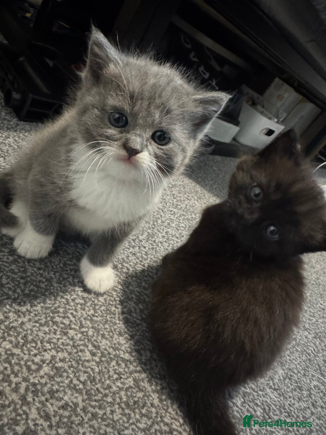 Mixed Breed cats for sale: Mixed , British short hair - Image 4