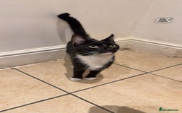 Domestic Shorthair cats for sale: 2 male  1year old cats ******  - Image 3