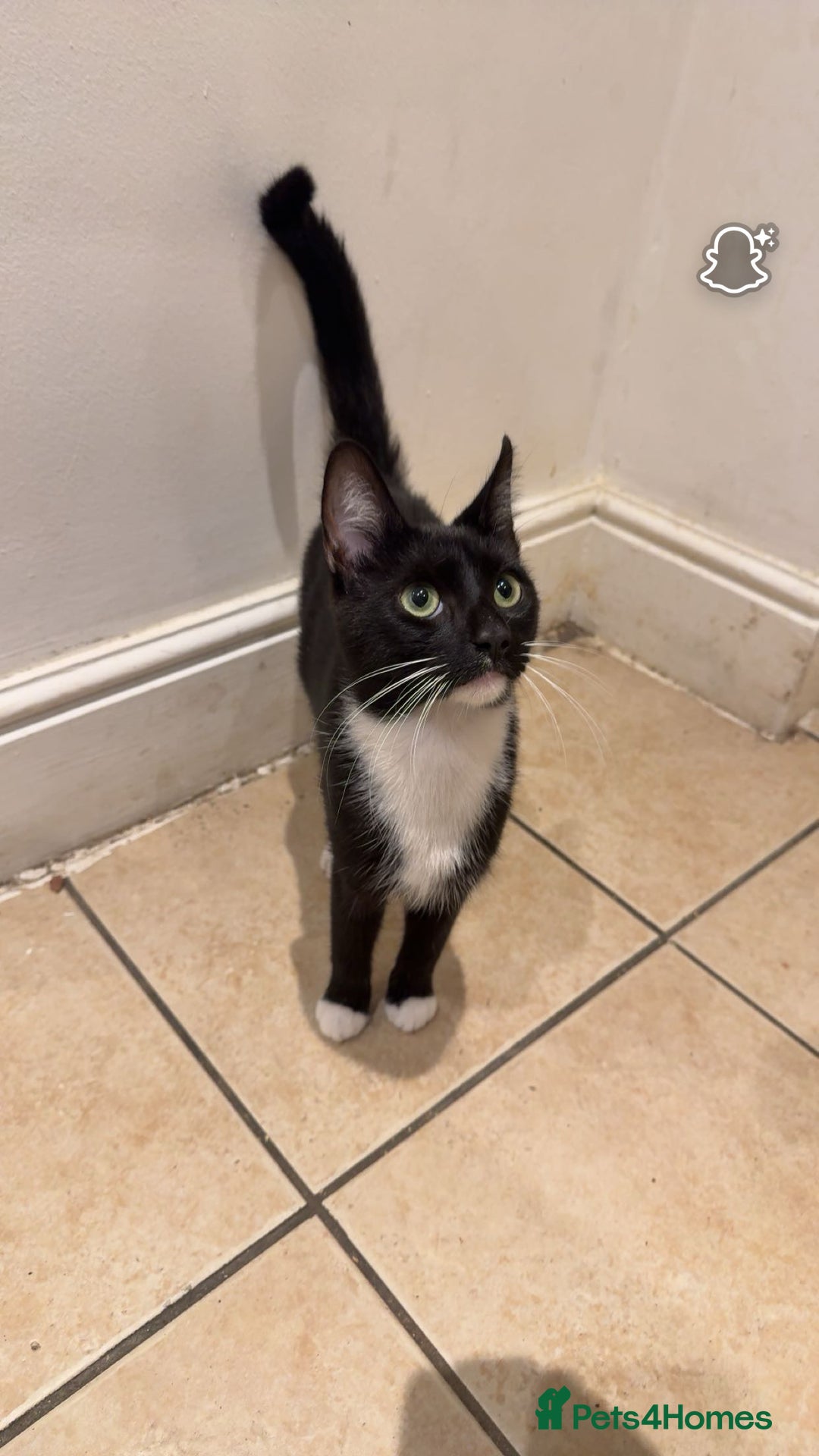 Domestic Shorthair cats for sale: 2 male  1year old cats ******  - Image 3