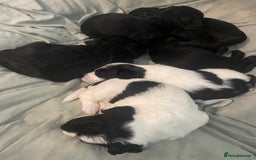 Mixed Breed dogs for sale: Gorgeous cockapoo puppies  - Advert 3