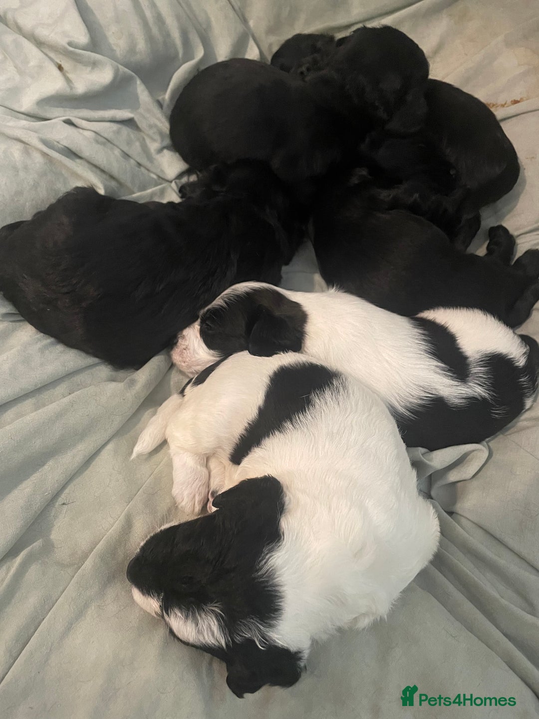 Mixed Breed dogs for sale: Gorgeous cockapoo puppies  - Advert 3