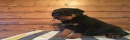 Rottweiler dogs for sale: XXX GERMAN ROTTWEILER PUPPIES XXX - Advert 4