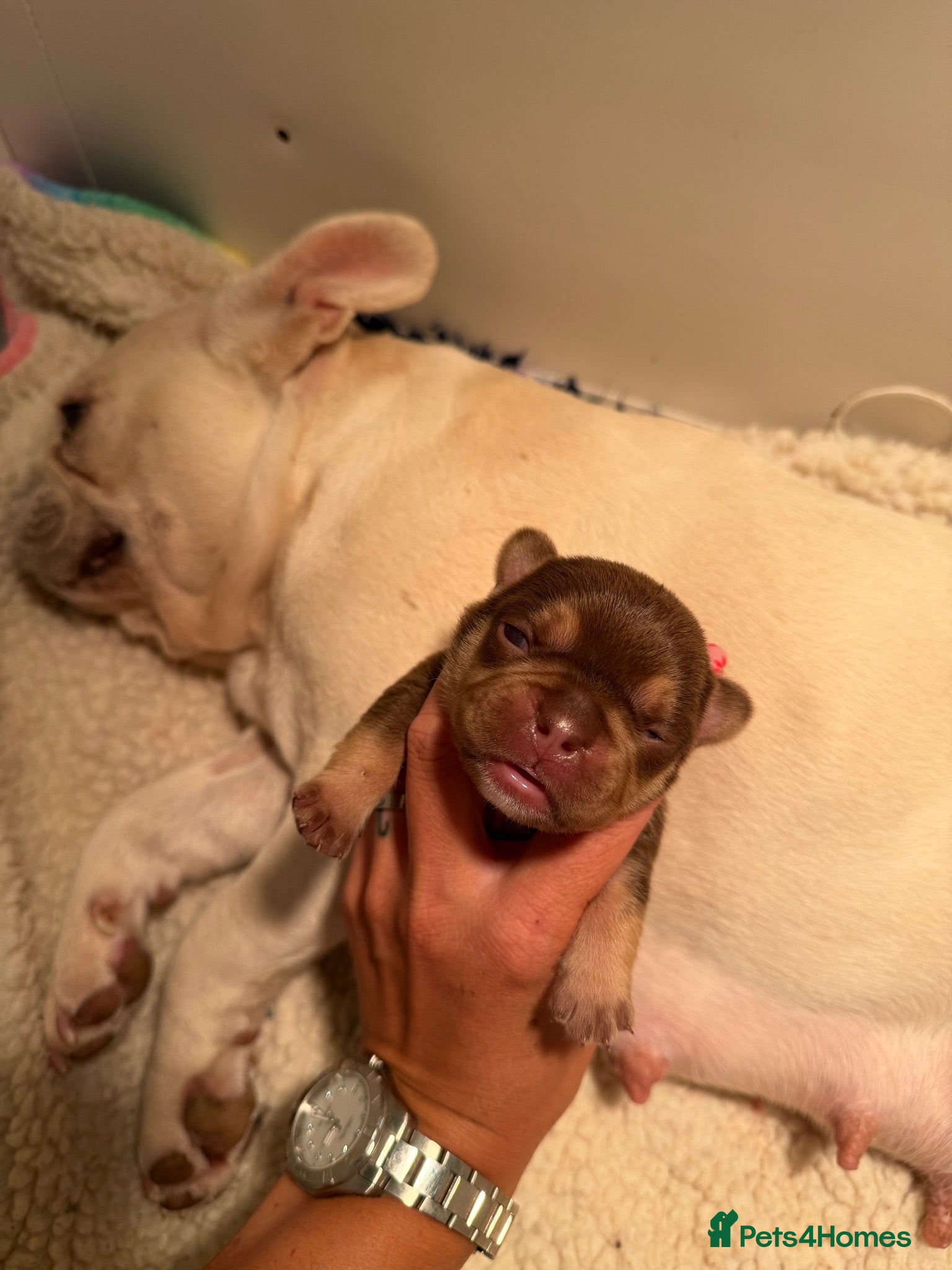 French Bulldog dogs ROJO PUP CARRYING FLUFFY  - Advert 2