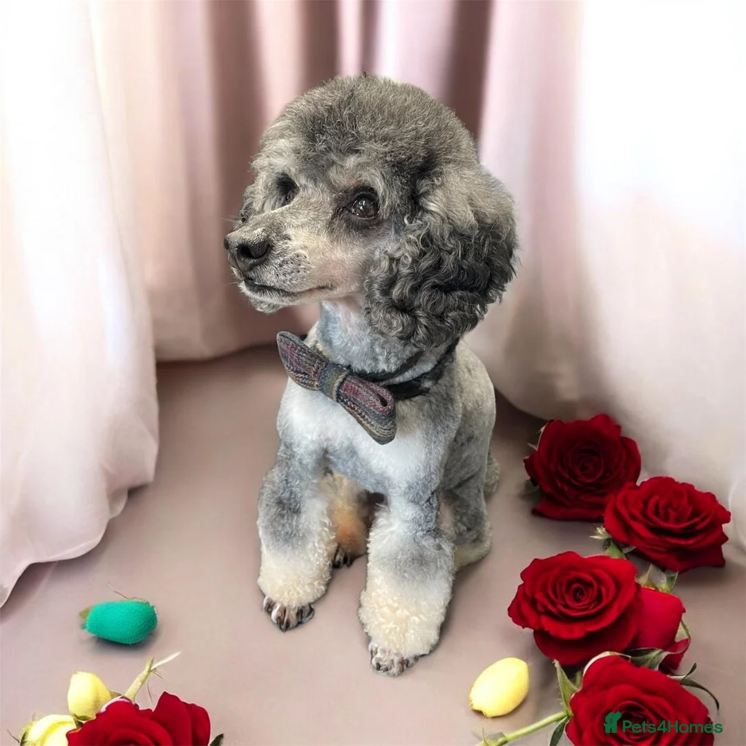 Toy Poodle dogs for stud: Silver Phantom Toy Poodle for stud - Advert 1