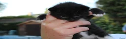Domestic Shorthair cats for sale: 5 Cuddle kittens ready for homes - Advert 4