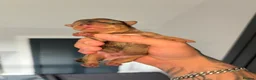 Yorkshire Terrier dogs for sale: Beautiful Merle Yorkshire terrier puppies  - Advert 12