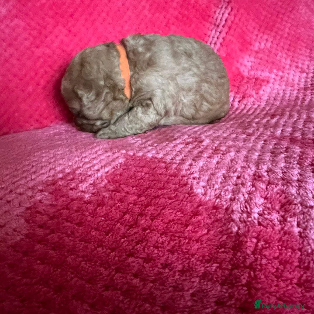Australian Labradoodle dogs for sale: Fib Labradoodle puppies - Advert 30