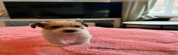 Mixed Breed dogs for sale: Fox terrier cross puppies - Advert 19