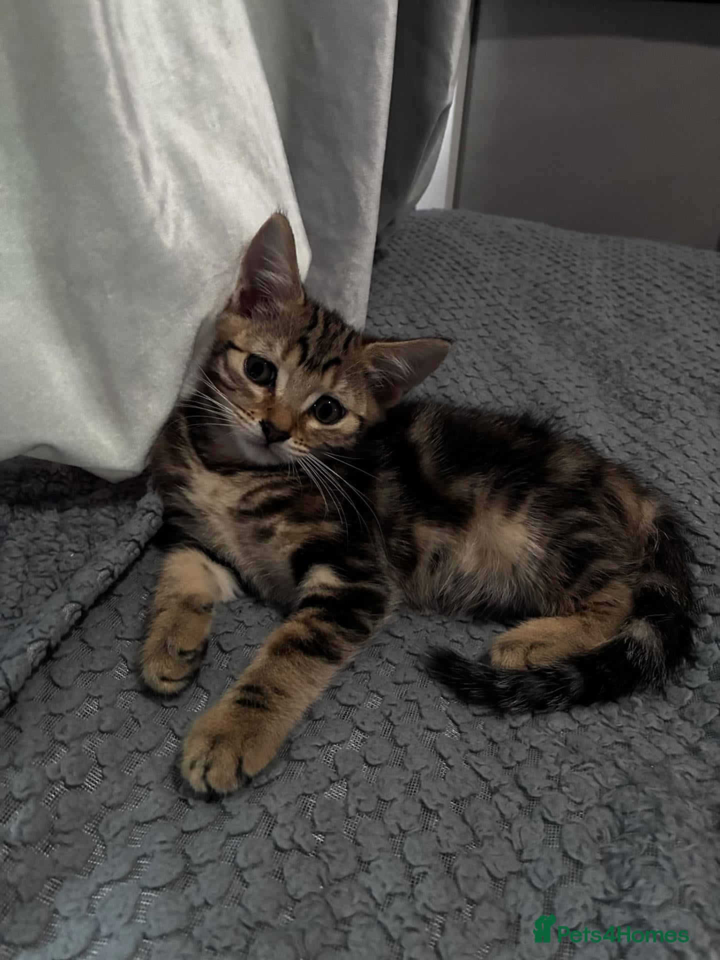 Mixed Breed cats Little girl looking for a loved home  - Advert 13