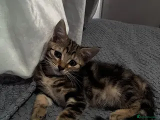 Mixed Breed cats Little girl looking for a loved home - Advert 3