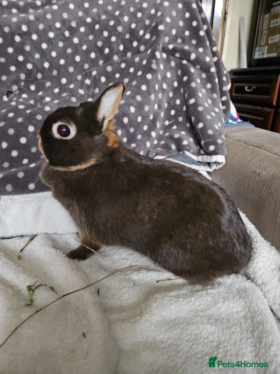 Netherland Dwarf rabbits for sale: Chocolate Otter girl  - Advert 2