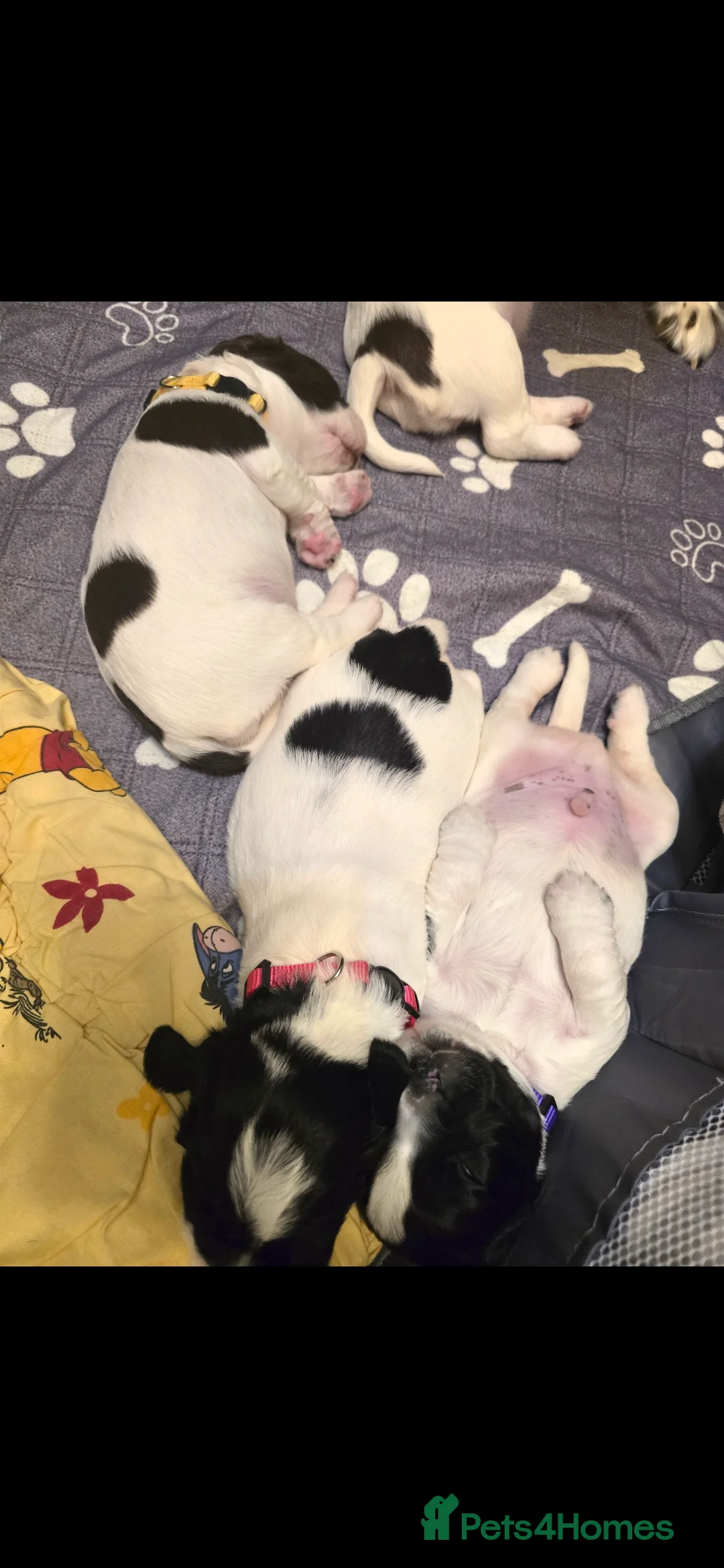English Springer Spaniel dogs for sale: Health Tested KS English Springer Spaniel puppies  - Advert 9