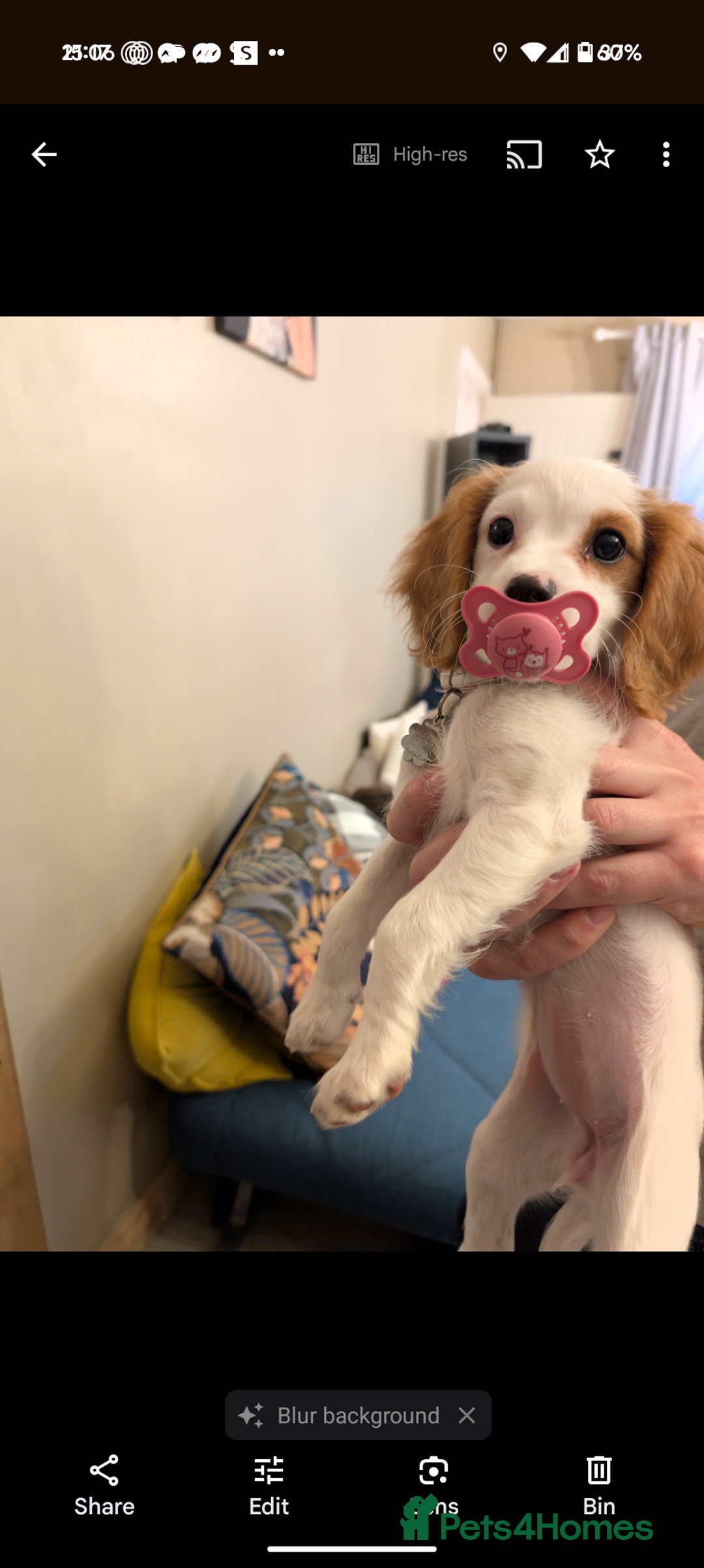Cavapoo dogs for sale: Female cavalier puppy - Image 5