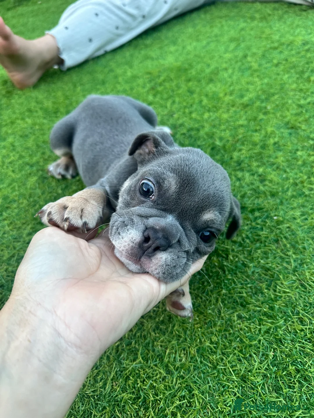 English Bulldog dogs for sale: ⭐️last girl left ready to leave ⭐️ - Advert 2