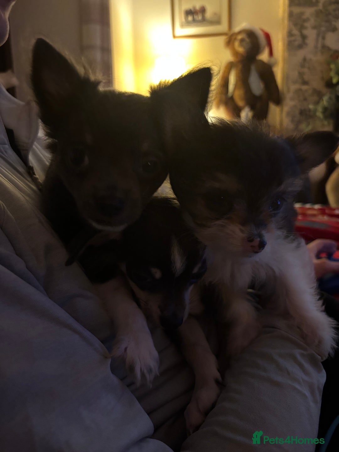 Chihuahua dogs for sale: Beautiful Chihuahua Pups For Sale. - Advert 5