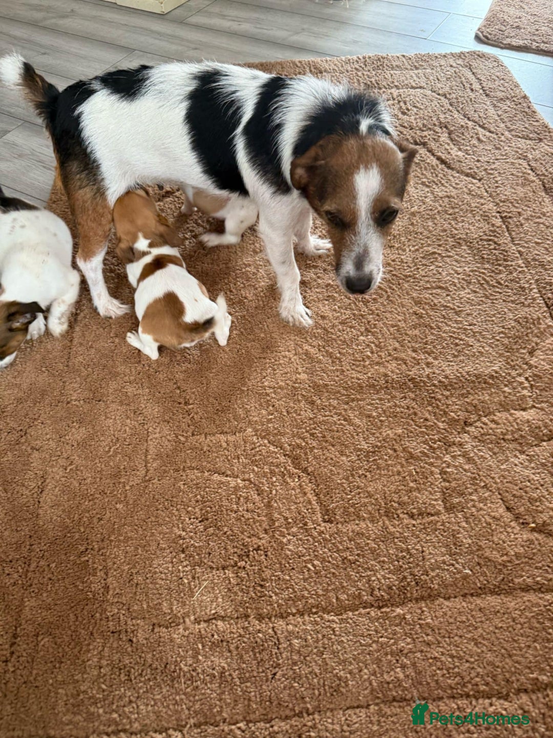 Jack Russell dogs for sale: Jack russell - Image 4