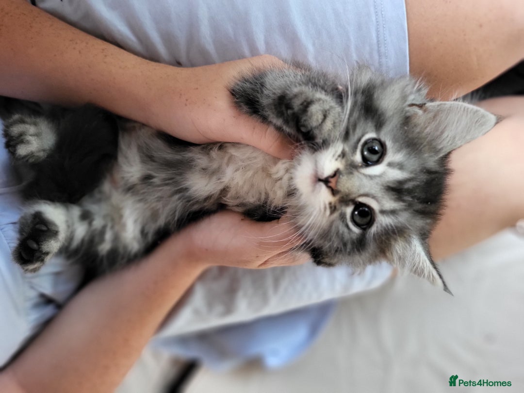 Maine Coon cats for sale: Beautiful Maine Coon x kittens ready now - Image 4